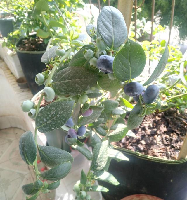 奥尼尔蓝莓，蓝莓种植技巧？