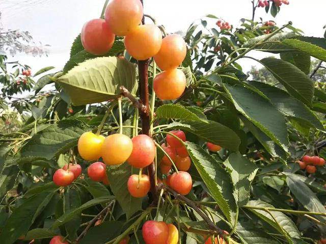 佳红大樱桃品种介绍，佳红大樱桃栽培技巧？
