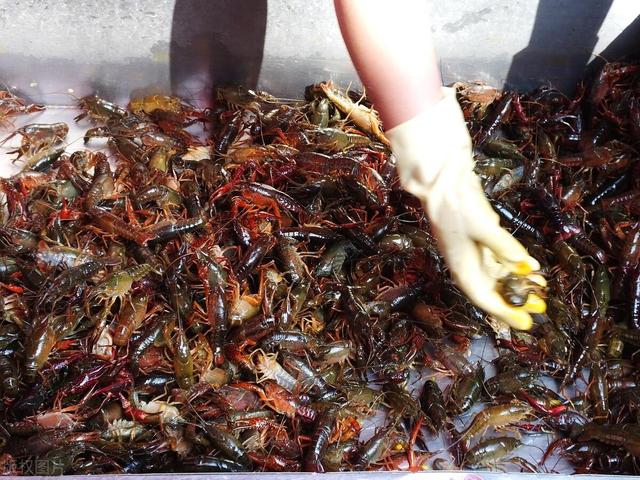 龙虾吃什么长得快又大，龙虾饲料选择？