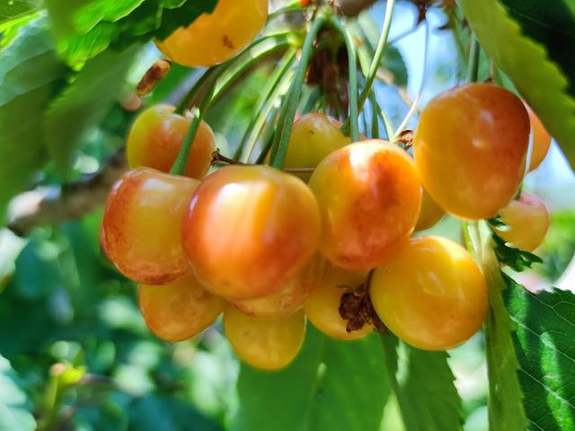 佳红大樱桃品种介绍，佳红大樱桃栽培技巧？