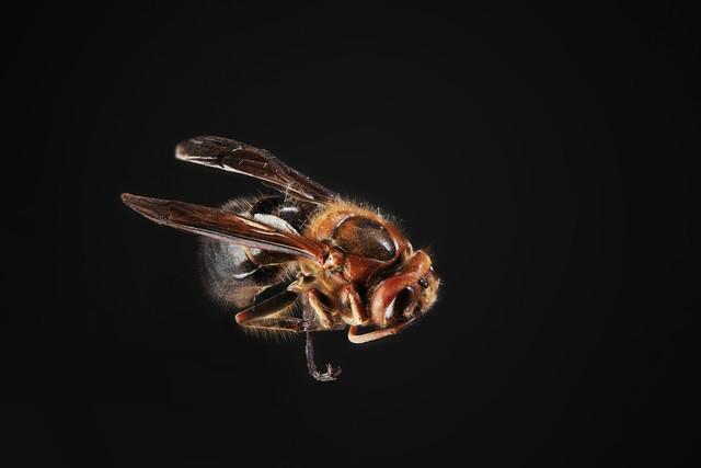 黑腹虎头蜂，黑腹虎头蜂的生态特征？