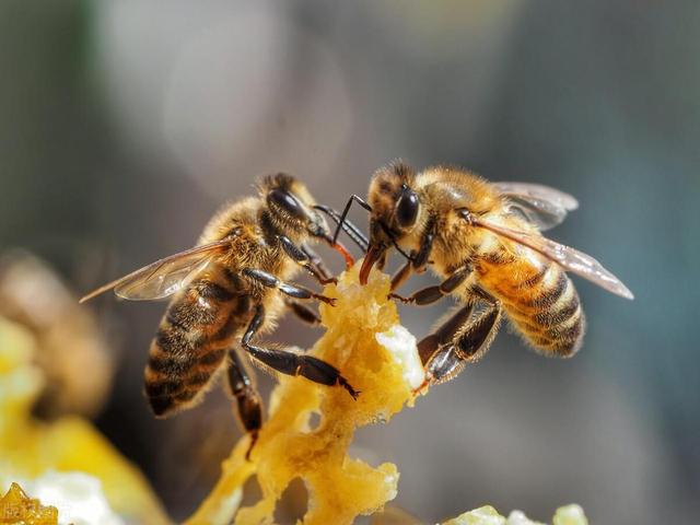 工蜂是公的还是母的，工蜂性别？