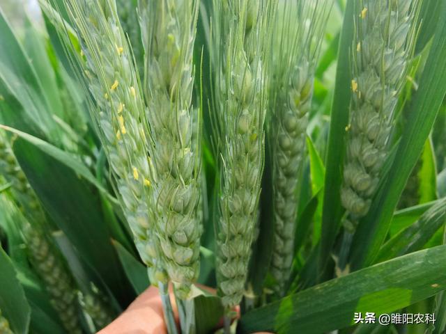 小麦扬花期能打药吗，小麦扬花期农药使用？