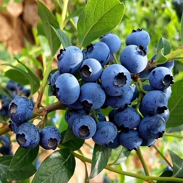 最大最甜的蓝莓品种，蓝莓最佳品种？