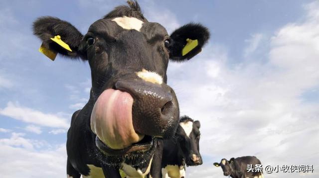 牛流白色粘稠鼻涕是啥原因，牛流白色鼻涕症状及治疗方法？
