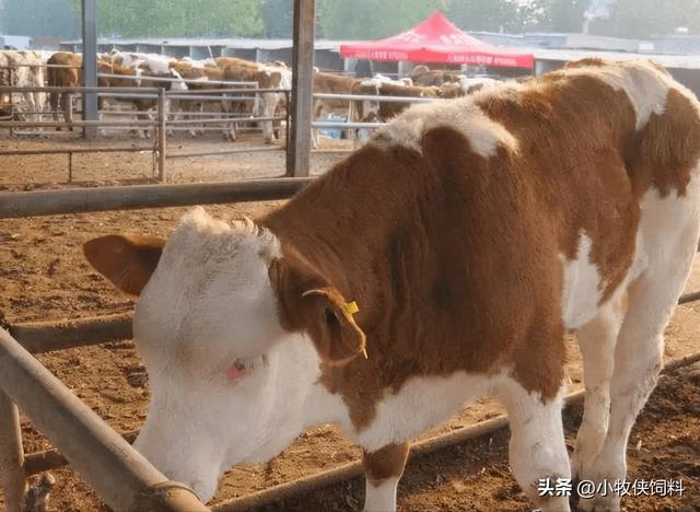 牛流白色粘稠鼻涕是啥原因，牛流白色鼻涕症状及治疗方法？