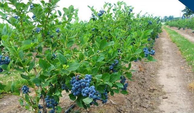 最大最甜的蓝莓品种，蓝莓最佳品种？