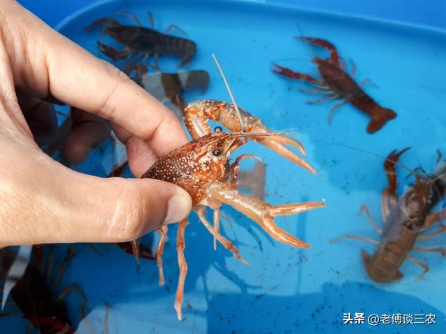 小龙虾繁殖有多快，小龙虾繁殖速度有多快？