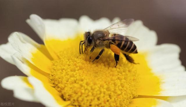 工蜂是公的还是母的，工蜂性别？