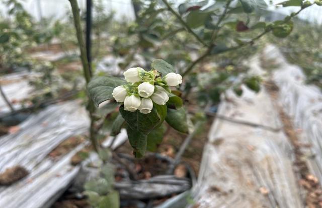 优瑞卡蓝莓苗品种介绍，蓝莓苗种植技术？