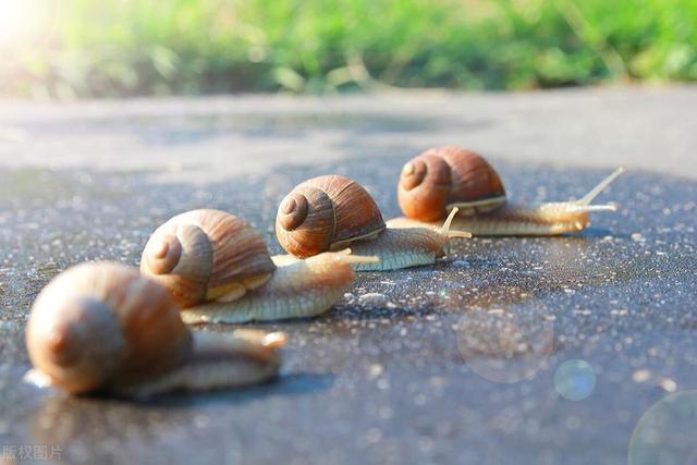 蜗牛有毒吗，蜗牛毒性如何？