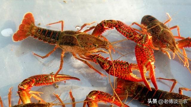 小龙虾繁殖有多快，小龙虾繁殖速度有多快？