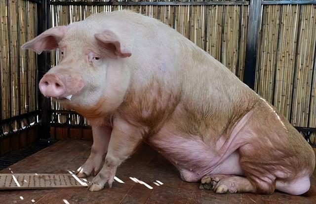 猪吃什么长得快肥得快，猪饲料加速生长方法？