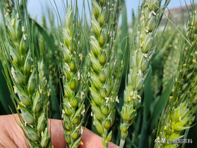 小麦扬花期能打药吗，小麦扬花期农药使用？