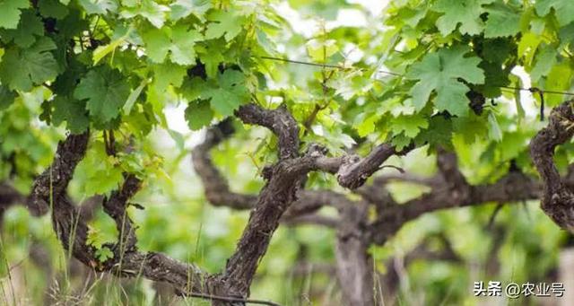 为什么葡萄树越老越贵，葡萄树老化原因？