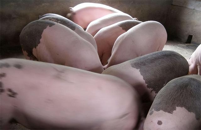 猪吃什么长得快肥得快，猪饲料加速生长方法？
